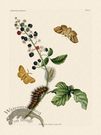 Wilkes Butterflies 030